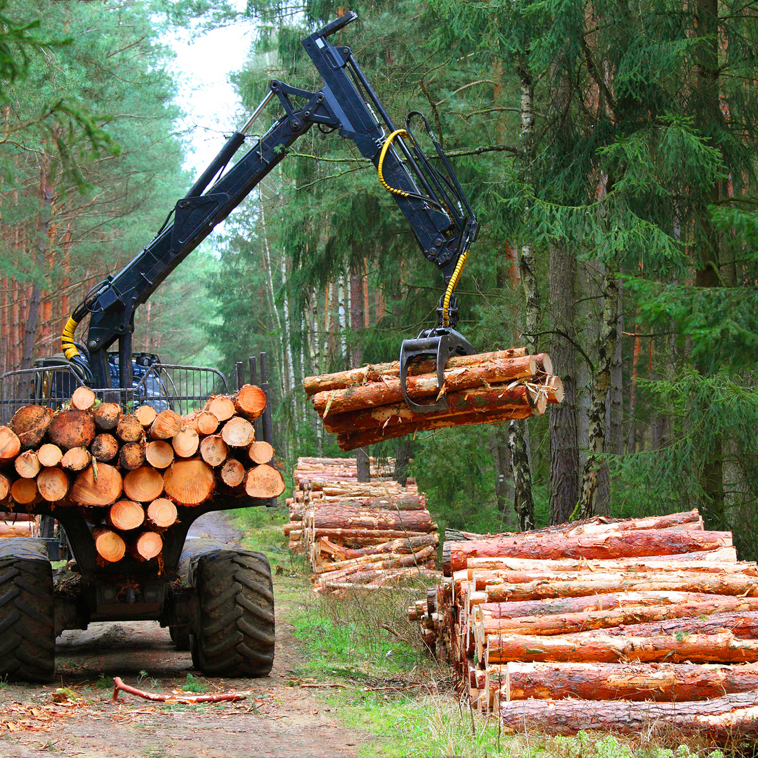 The Importance of Sustainable Timber in Building Hyde Hives' Long Beehives