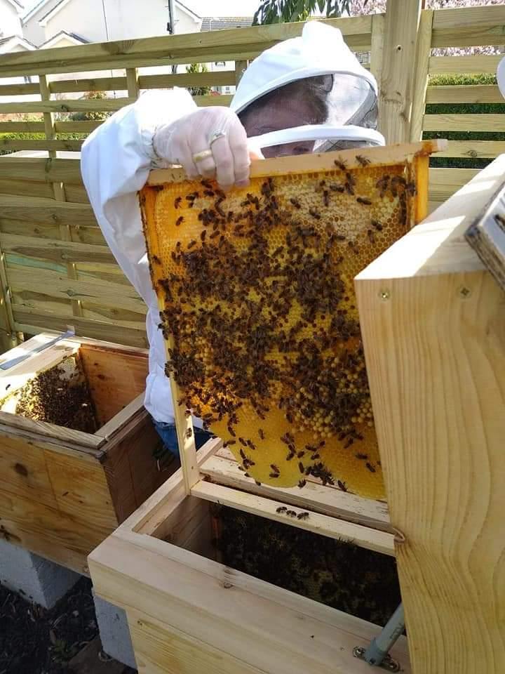 Layens Hive - Hyde Hives 2020