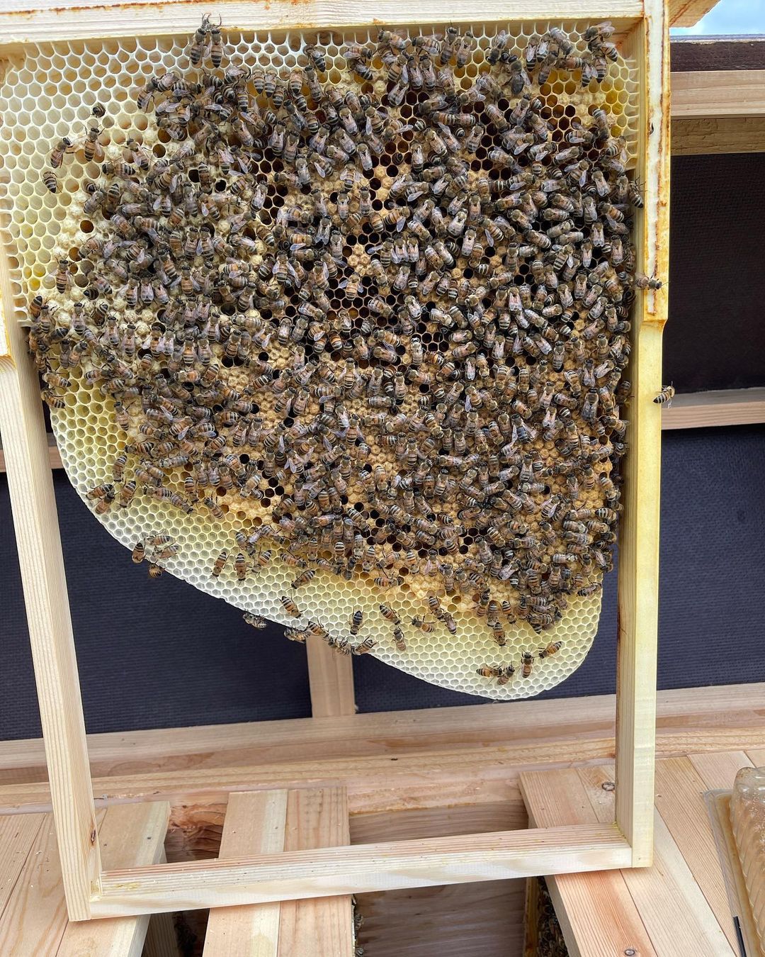 Layens Hive